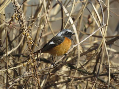 庭 鳥|庭に来る野鳥たち